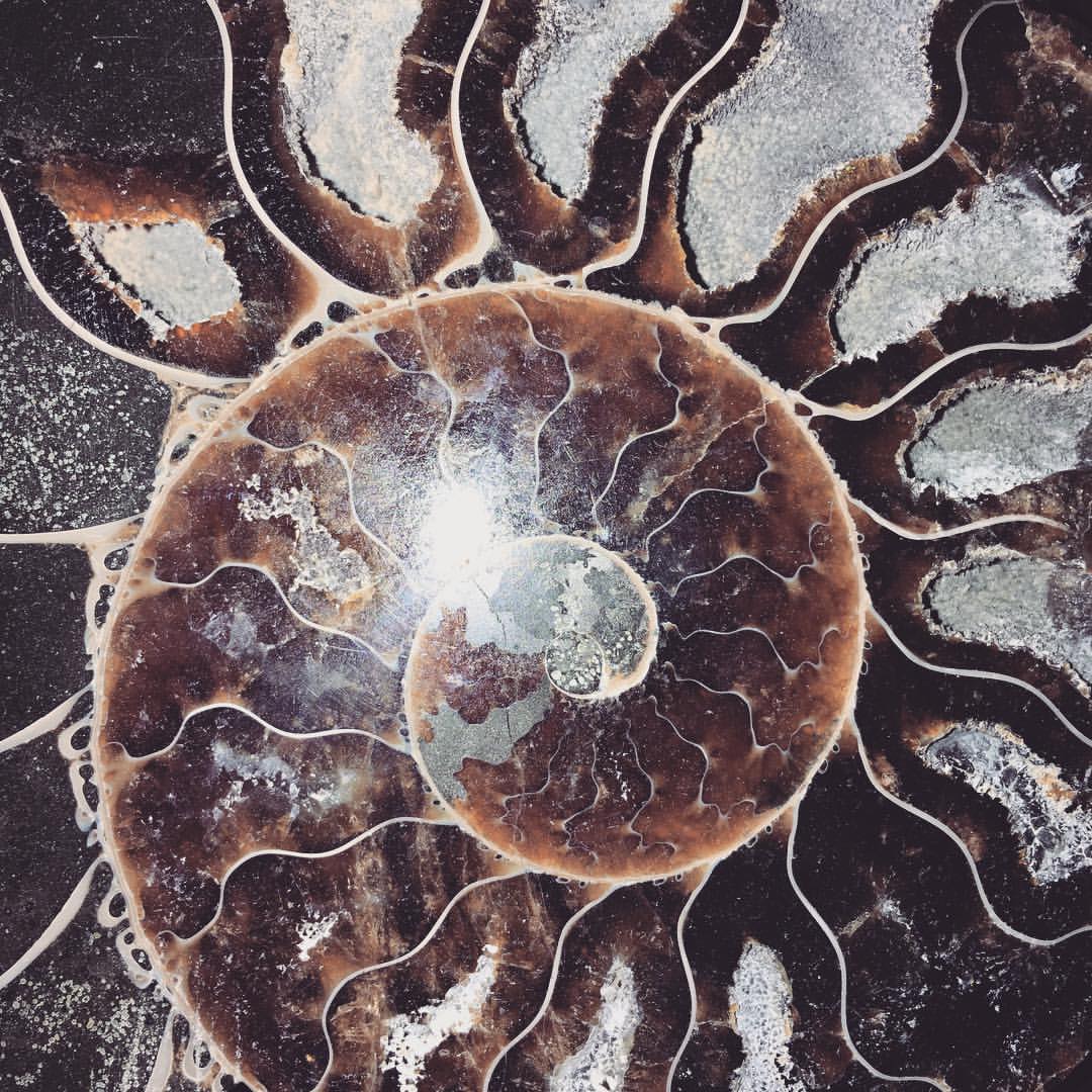 Sacraluna - Ammonite
